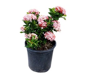 Ixora Mini Pink